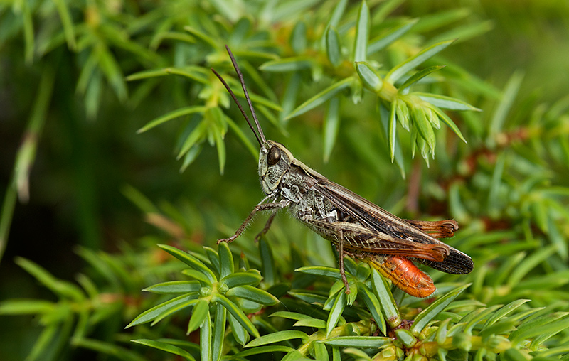 Gråbrun markgresshoppe  (Chorthippus brunneus).jpg